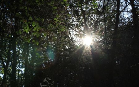 树缝里的阳光图片