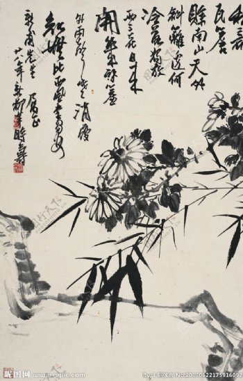 竹菊石图图片