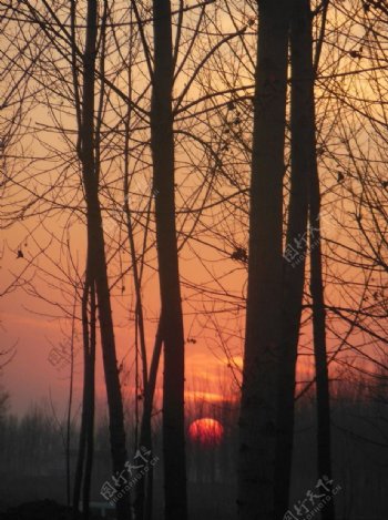 林中夕阳图片