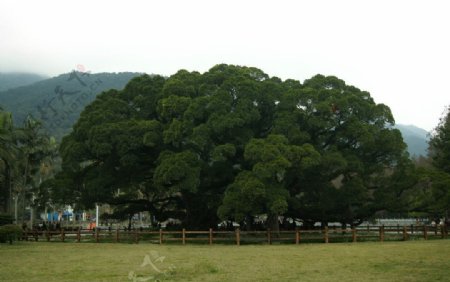 森林公园榕树图片