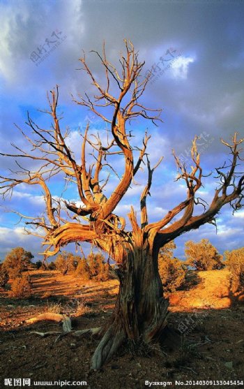 沙漠中的老枯树图片