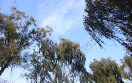 柳树蓝天图片