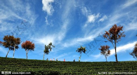 茶园樱花蓝天白云图片