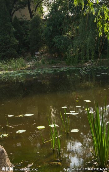 池塘景观图片