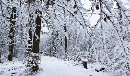 雪景图片