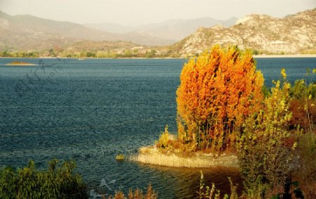湖中金色大树图片