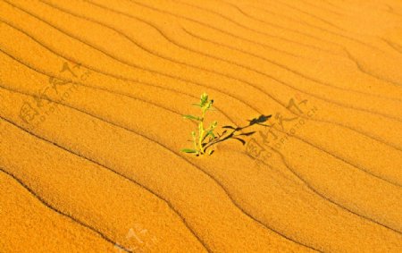 沙漠中的一颗绿草图片