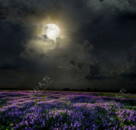 夜晚乌云月亮与薰衣草图片