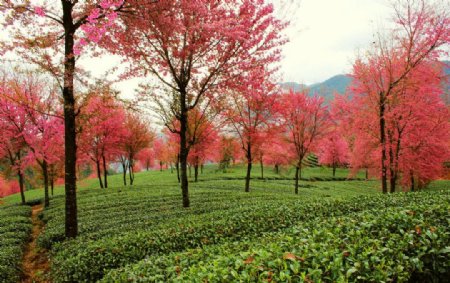 茶园树木红叶美景风光图片