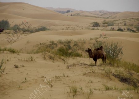 沙漠中的野骆驼图片