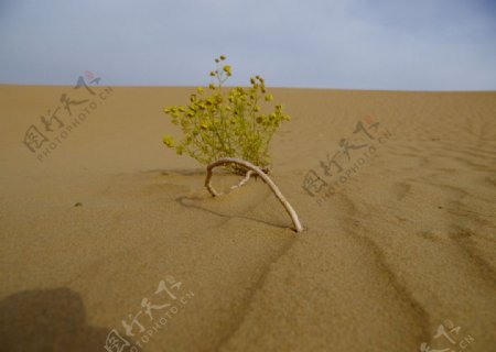 沙漠中的绿色植物图片