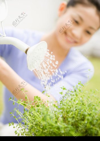 家庭妇女给植物浇水图片