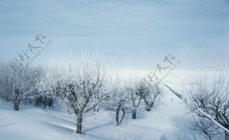 雪后的果园图片