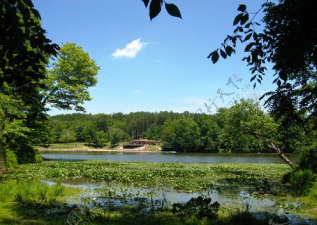 湖边树林美丽风景图片