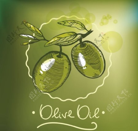 橄榄油橄榄树橄榄叶图片