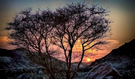 夕阳老树图片