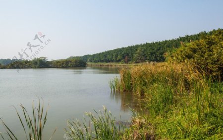 南沙湿地公园图片