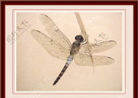 蜻蜓工笔画图片