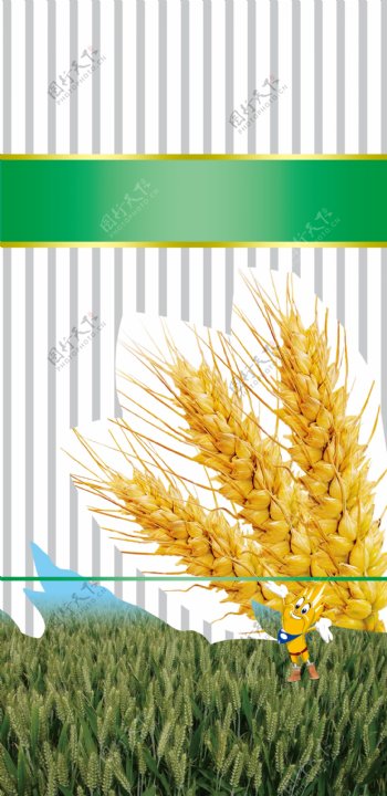 小麦种子图片