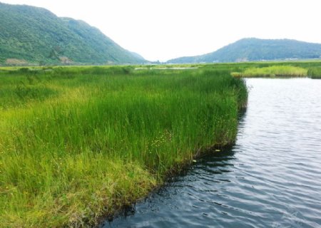 北海湿地图片