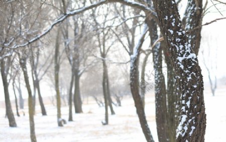 树木雪景图片