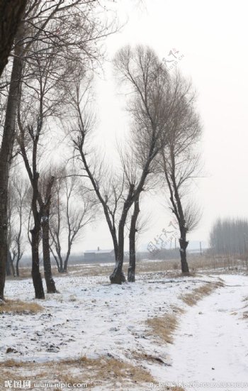 冬日大树雪景图图片