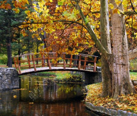 公园秋景小桥图片