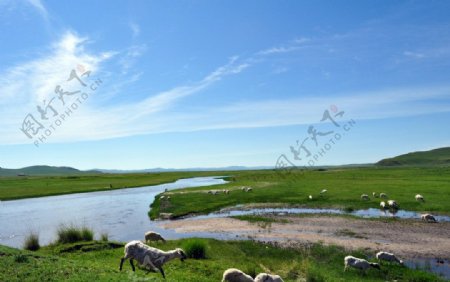 牛羊河流图片