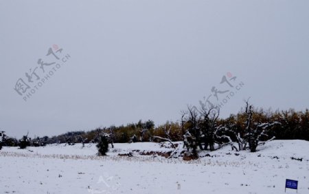 雪后的田野图片