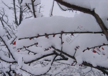 红梅雪景图片