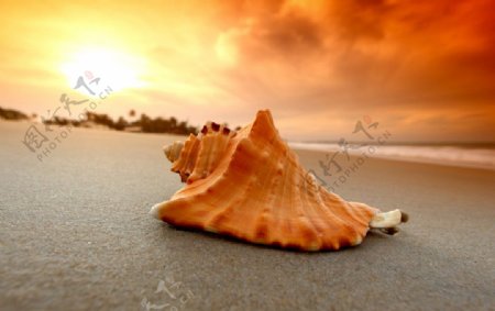 夕阳沙滩贝壳图片