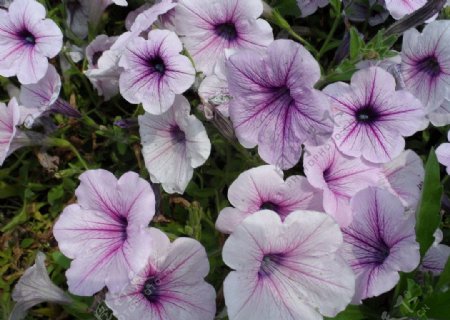 春天紫色花图片