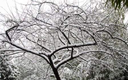 雪景图片