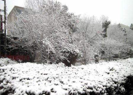 春雪风景图片