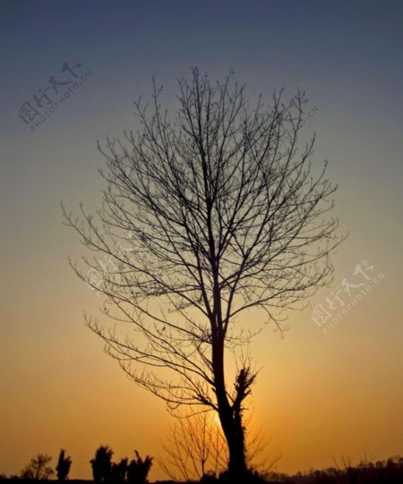 夕阳下的树影图片
