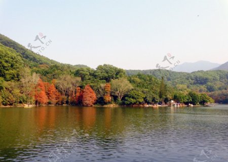 湖上植物图片