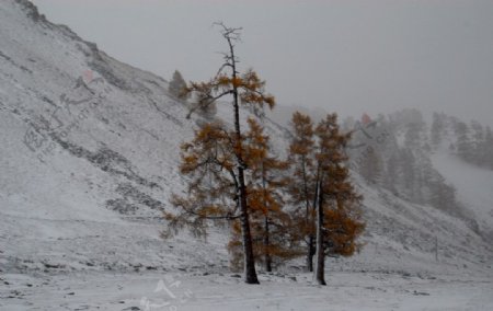 雪地中水墨松树图片