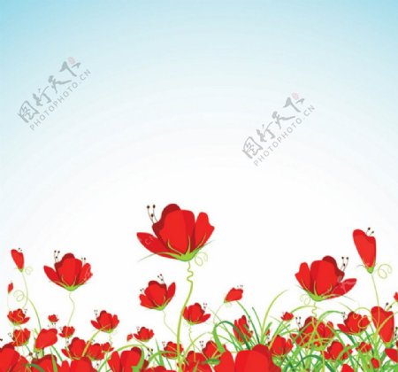 罂粟花背景图片