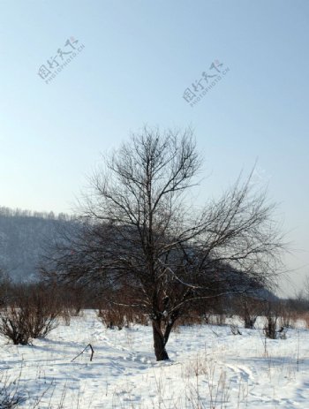 南坝外树林雪景图片