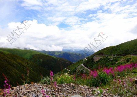 山川鲜花图片