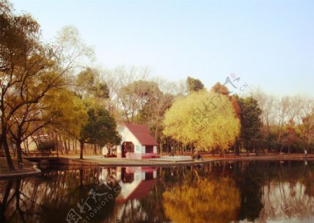 上海共青森林公园风光图片
