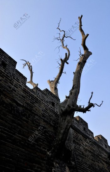古城墙上的古树图片