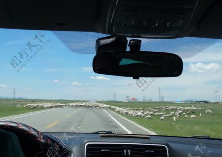 马路上的羊群图片