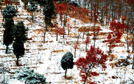 泰山雪景图片