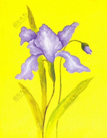 紫色油画花卉图片