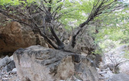 寺口峡谷生命树图片