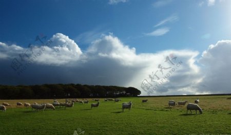 牧场山羊绵羊图片