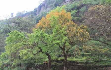 东溪黄葛树生态群图片