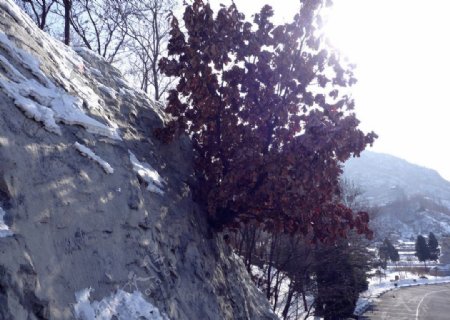 冬日长城边枯叶图片