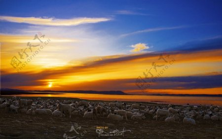 鄂陵湖羊群图片